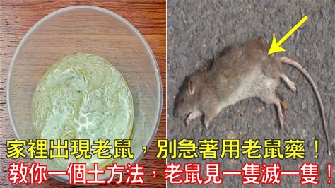 家裡突然出現老鼠|家裡有老鼠怎麼處理？如何有效杜絕鼠患